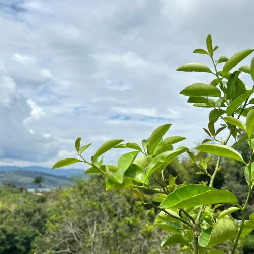 CAMPO CITRICOS FINCA BELLA VILLAGE