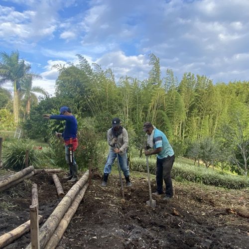 CULTIVANDO FINCA BELLA VILLAGE