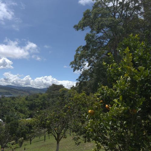 cultivo de mandarinas Finca Bella Village