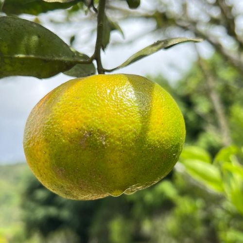 MANDARINA FINCA BELLA VILLAGE