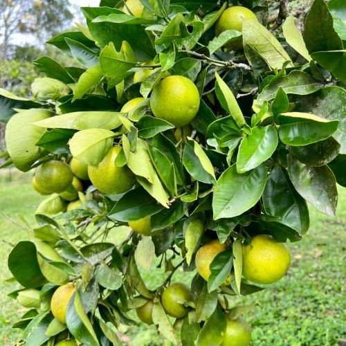 NARANJOS FINCA BELLA VILLAGE