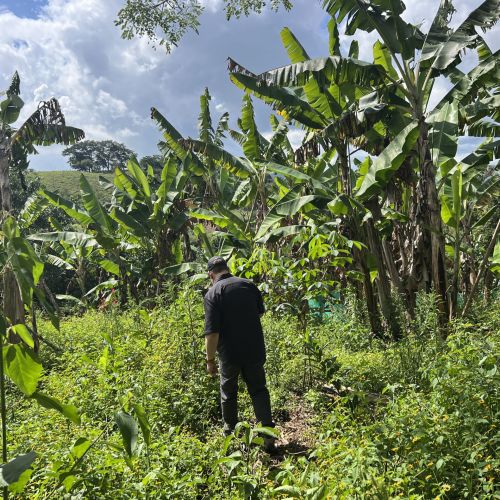 RECORRIDO EN CULTIVO DE PLATANOS FINCA BELLA VILLAGE TURISTA USA