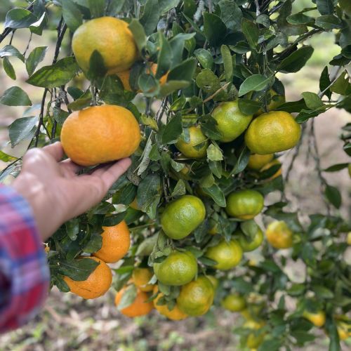 Cosechando mandarinas en Finca Bella Village